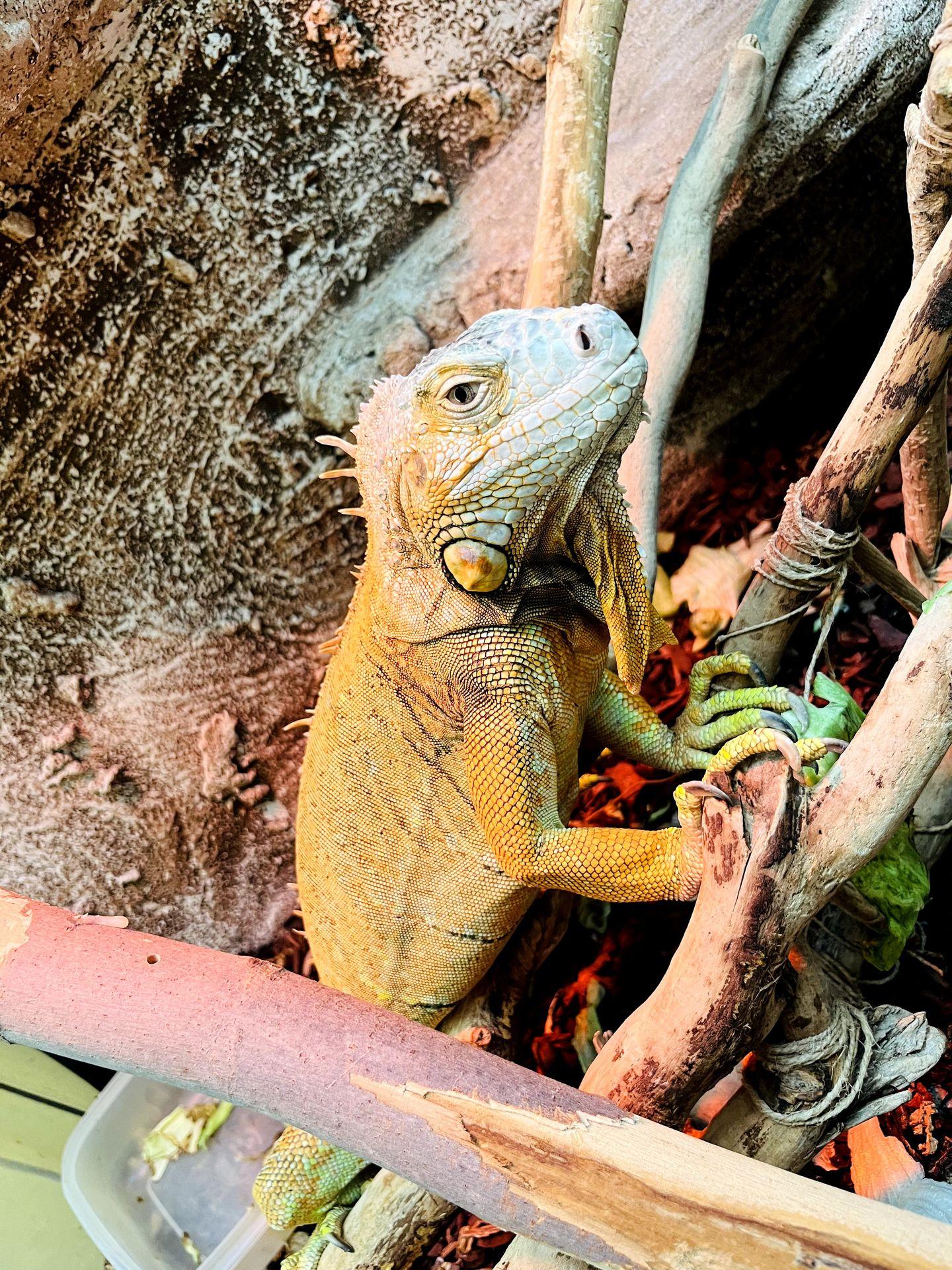 Close-up of a green iguana climbing on branches in its enclosure.