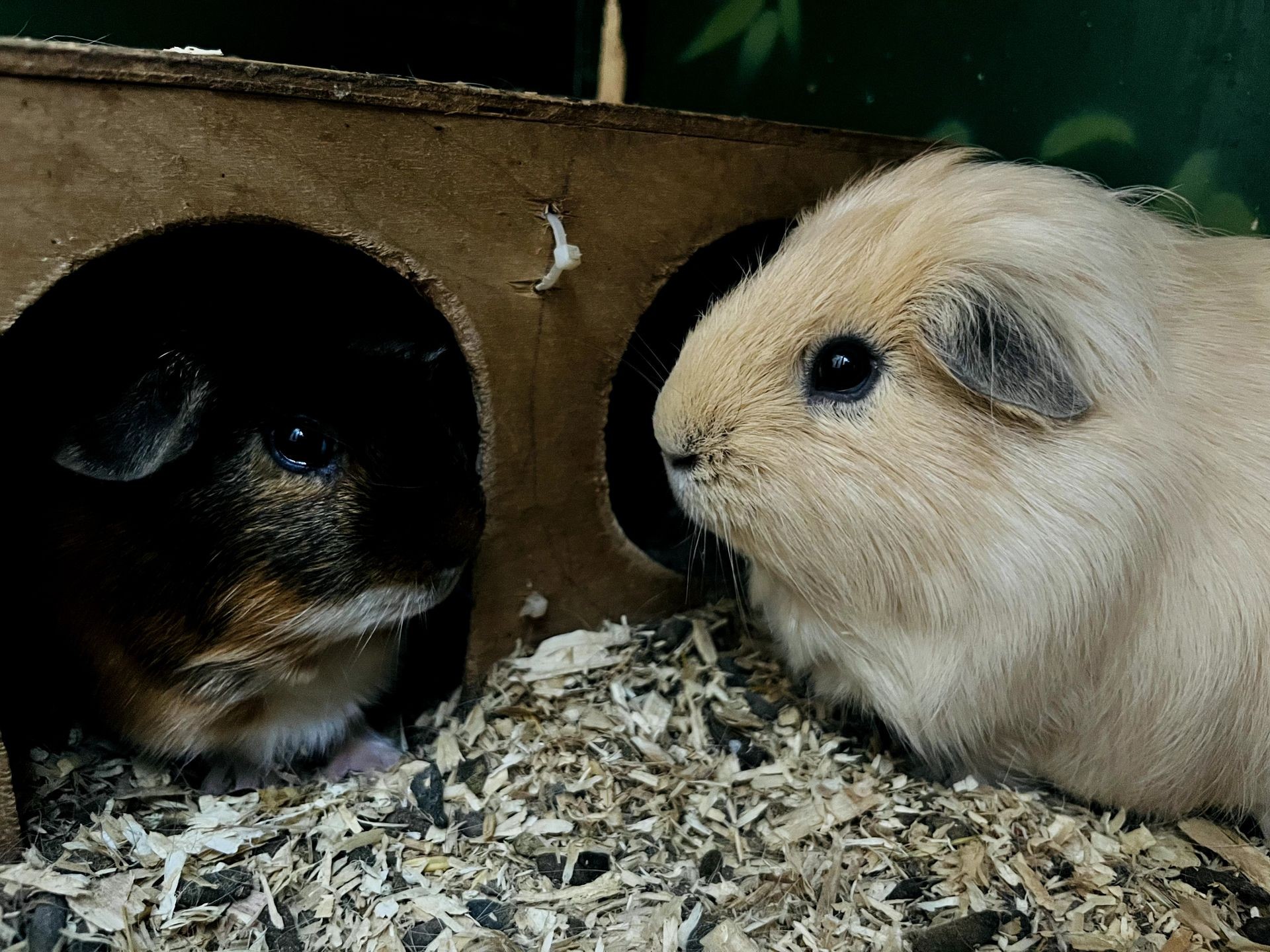 Two guinea pigs, one dark and one light-colored, inside a wooden shelter with straw bedding.