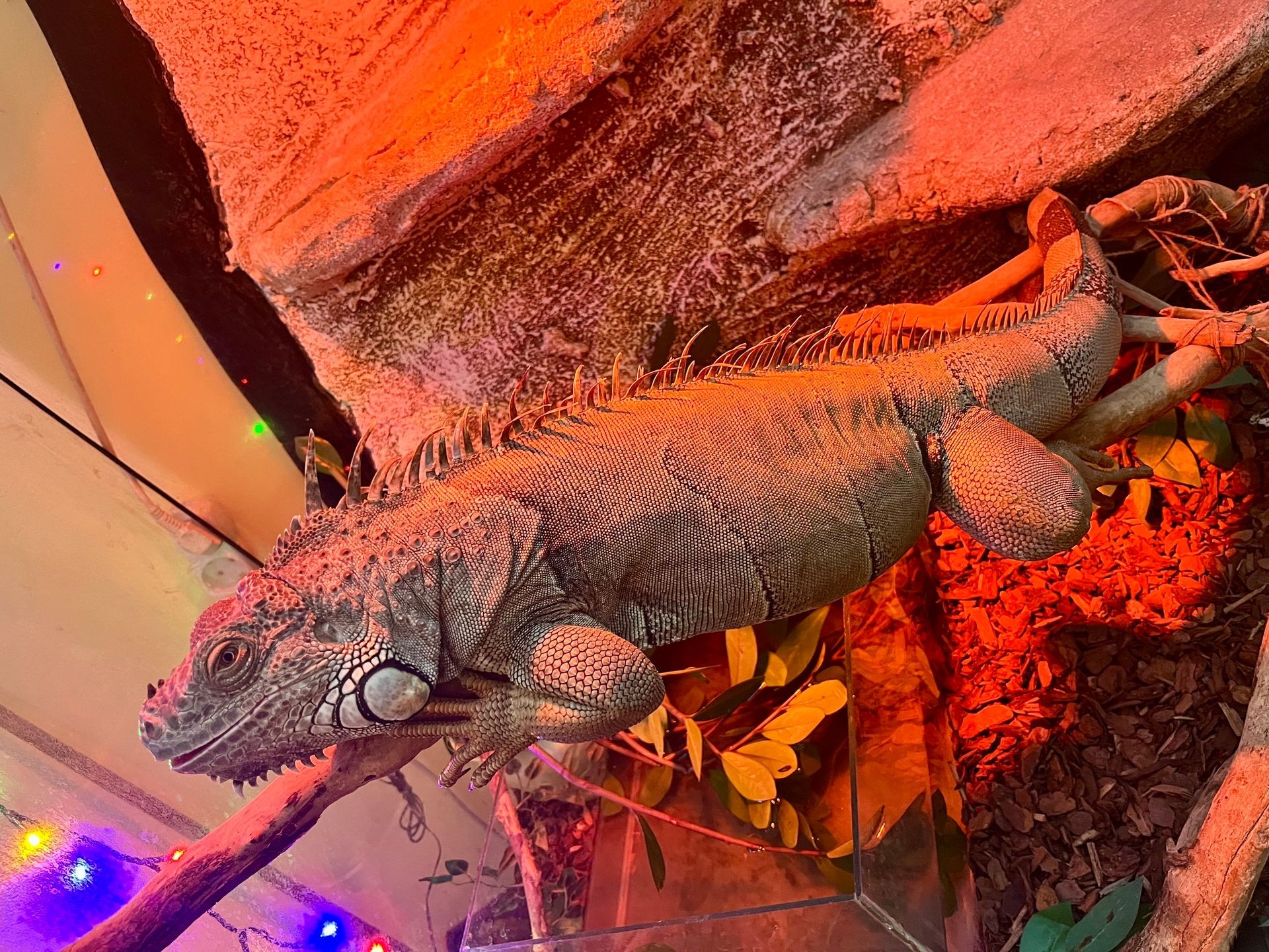 Iguana resting on a branch under warm red lighting with colorful lights in the background.