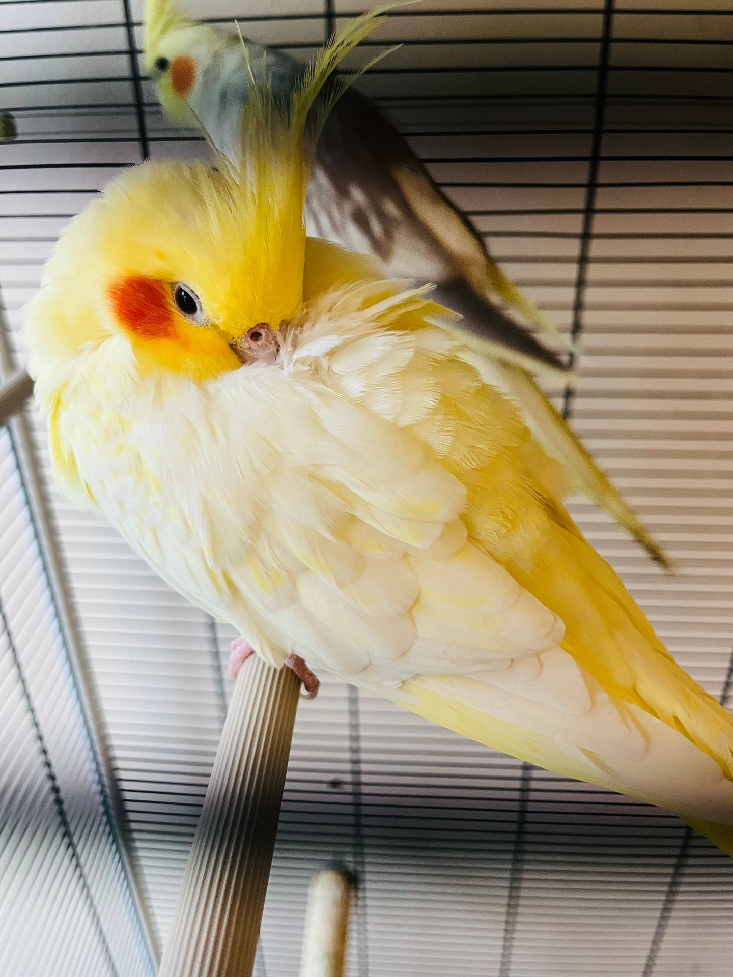 Close-up of a yellow and white cockatiel with orange cheeks, perched inside a cage.