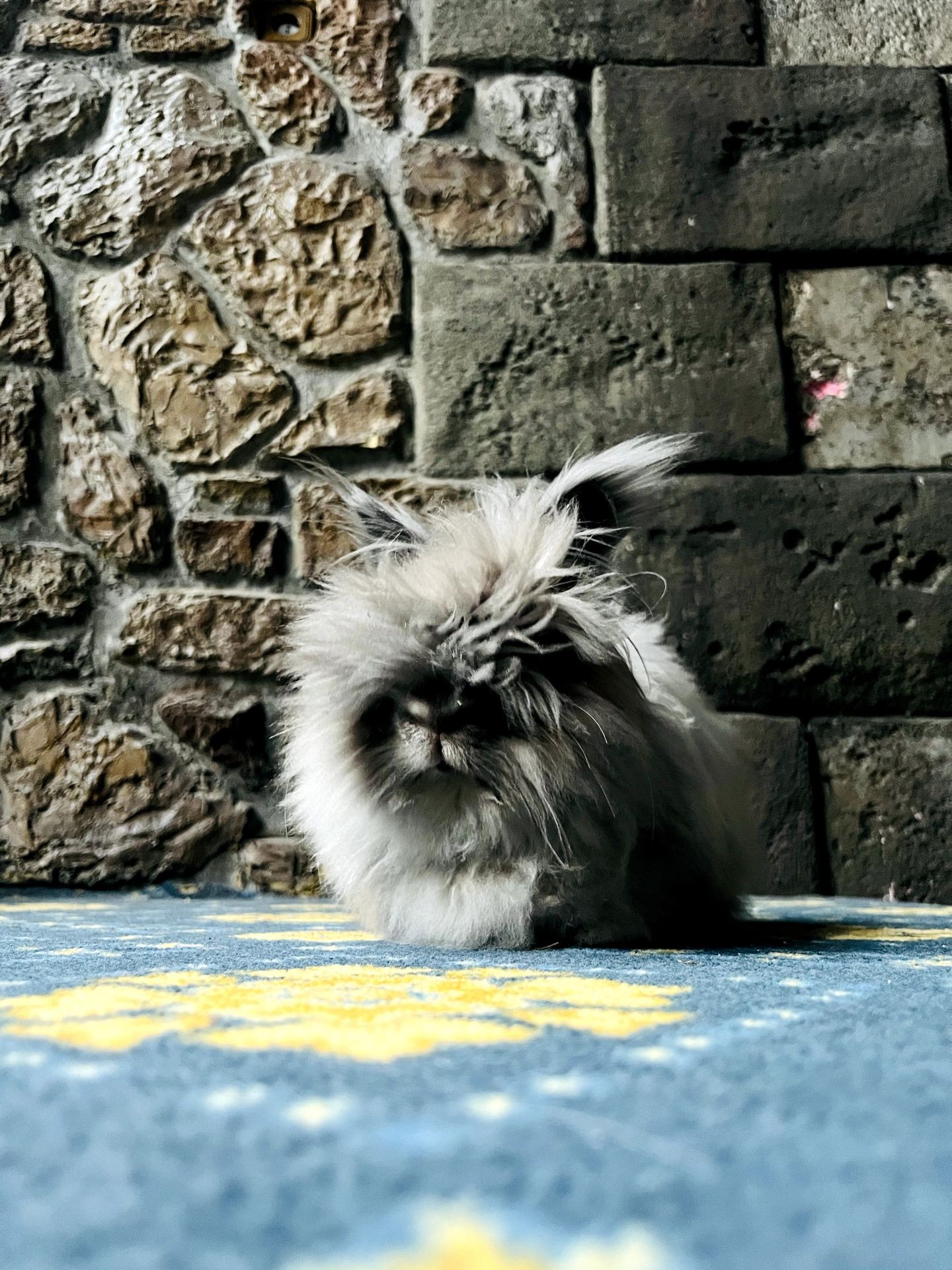 Fluffy gray rabbit sitting on a blue and yellow carpet with a stone wall in the background.