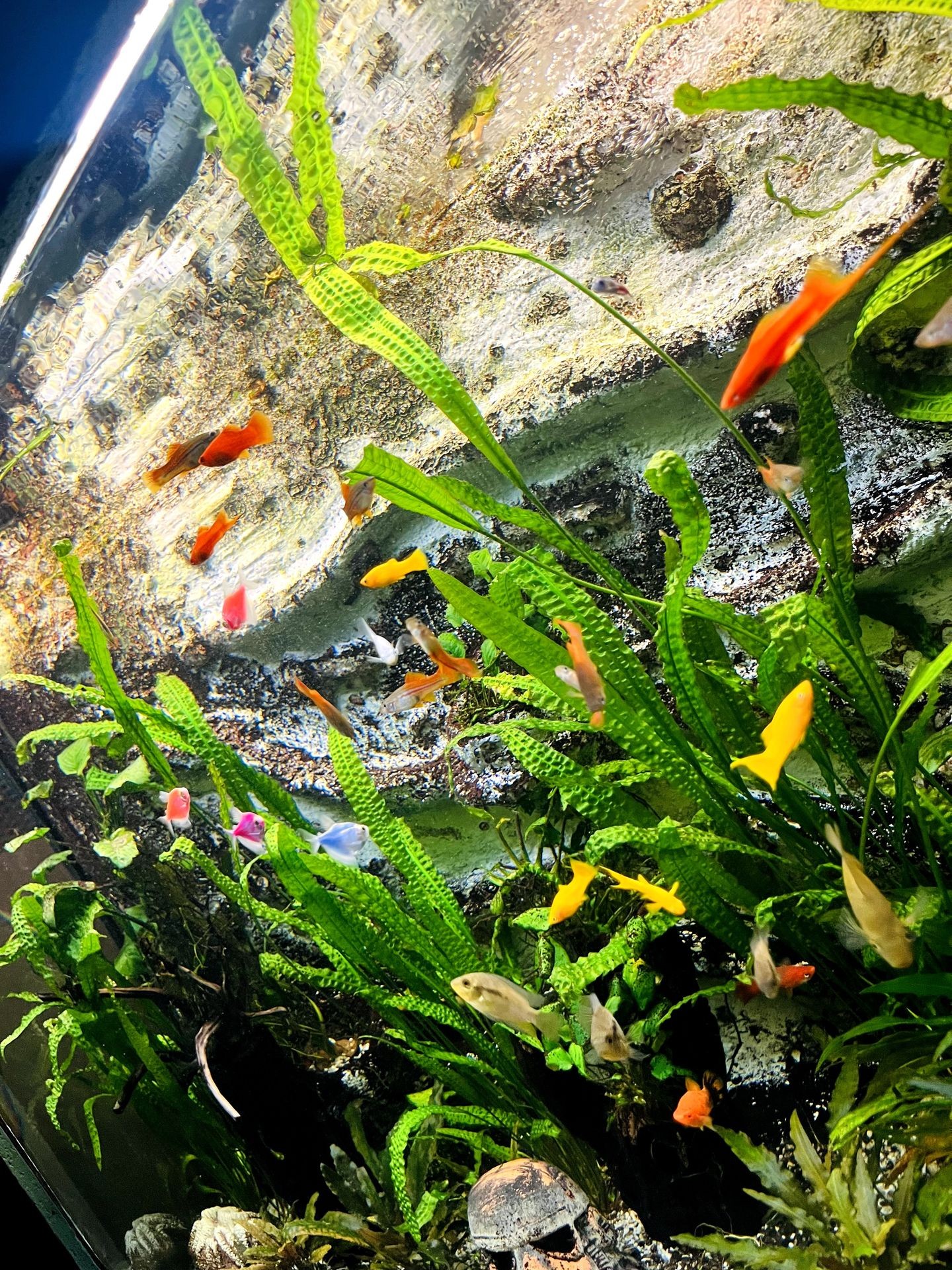 A vibrant aquarium filled with various colorful fish and lush green plants, with a rocky background.