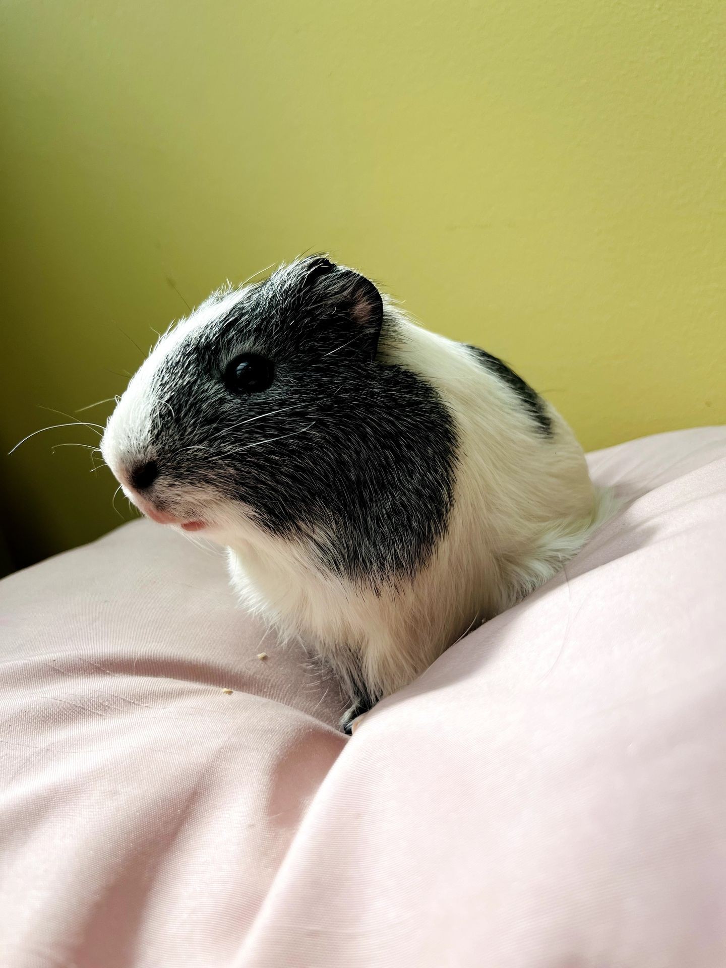 Black and white guinea pig sitting on a pink surface against a yellow wall.