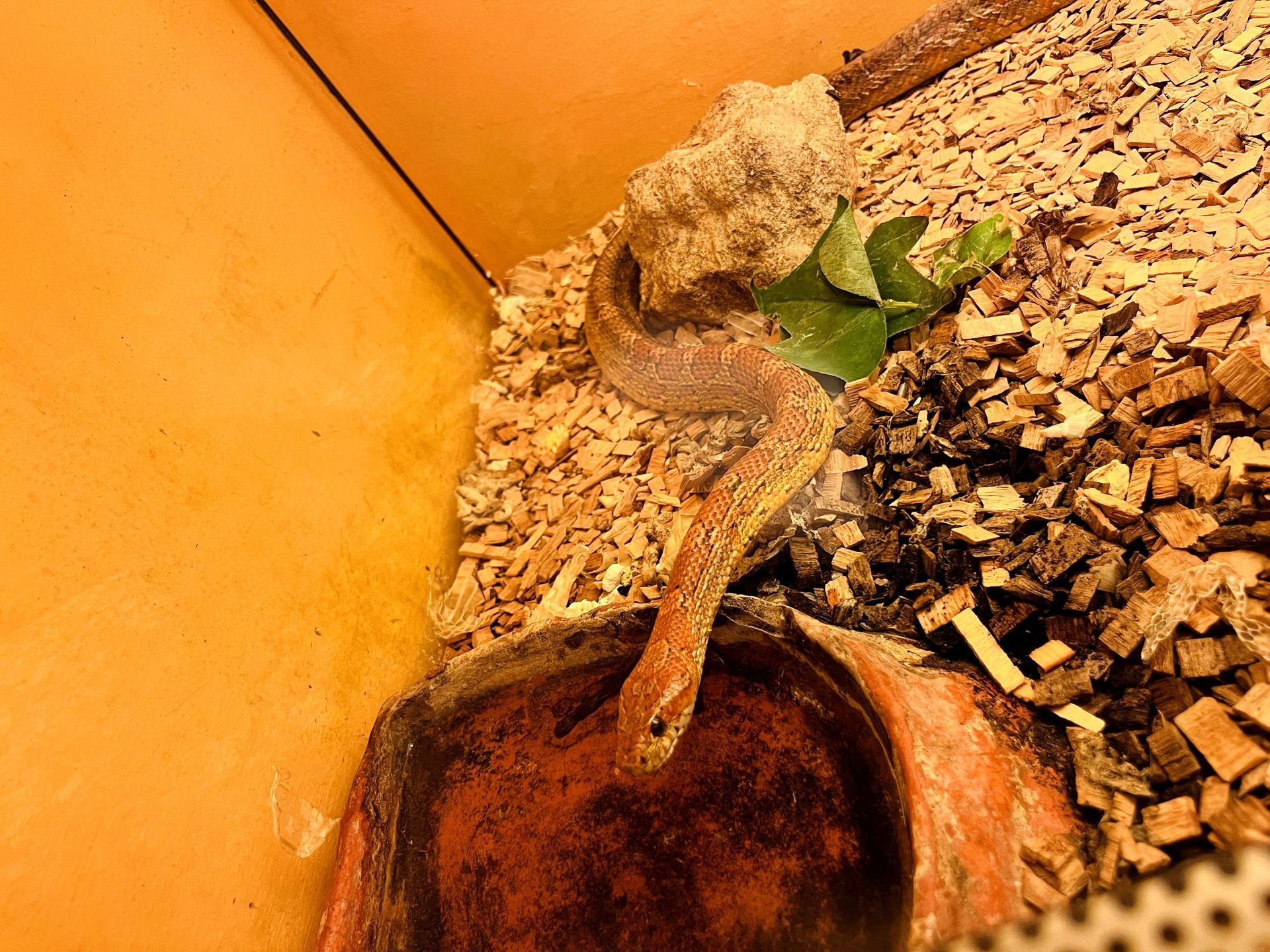 Snake curled up on wood chips in a terrarium with a rock and water bowl nearby.